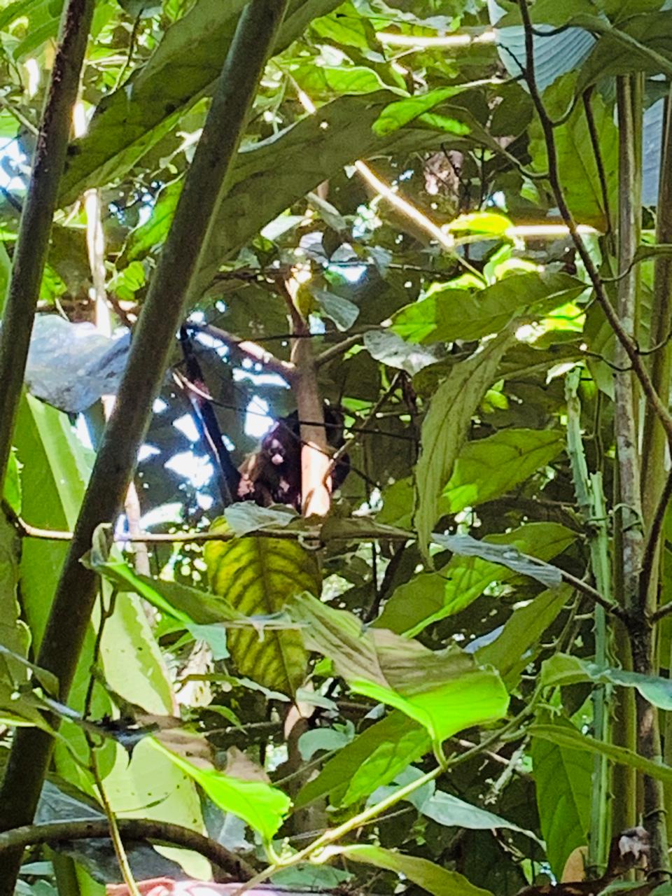 Tortuguero WhatsApp Image 2025-12-06 at 11.40.46 AM (3)